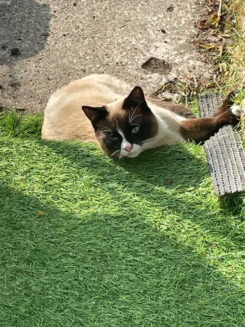 chat lost   59600 Maubeuge Yuki