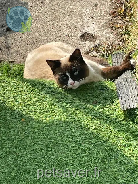 gato perdido 59600 Maubeuge Yuki gato lost 59600 Maubeuge Yuki