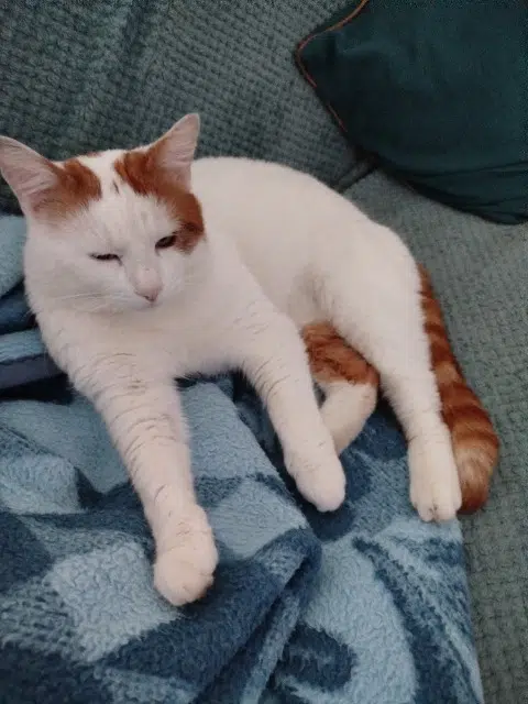 chat lost   59200 Tourcoing Mecano