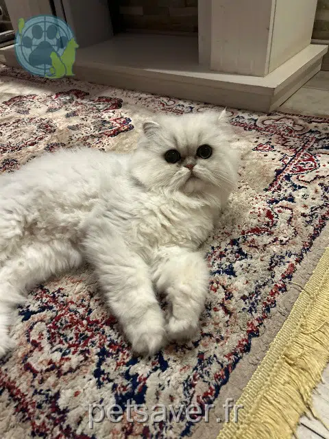 chat lost   59155 Faches-Thumesnil Mechmech