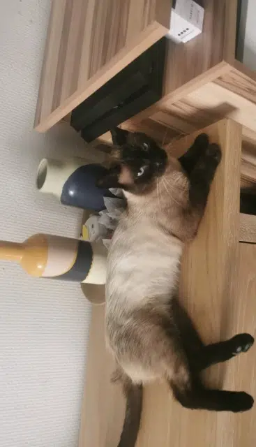 chat lost   59840 Pérenchies Meichmeich