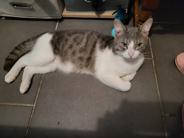 chat lost   59580 Aniche Milo