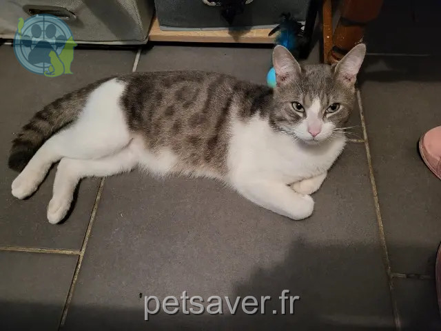 cat lost 59580 Aniche Milo cat lost 59580 Aniche Milo