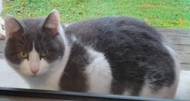 cat lost 59400 Awoingt Mimi cat lost 59400 Awoingt Mimi