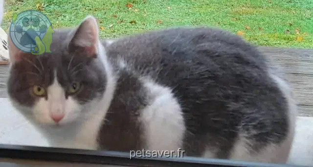 chat perdu 59400 Awoingt Mimi chat lost 59400 Awoingt Mimi