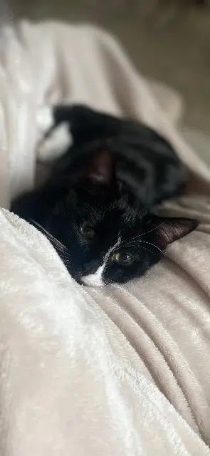 chat lost   59100 Roubaix Minou