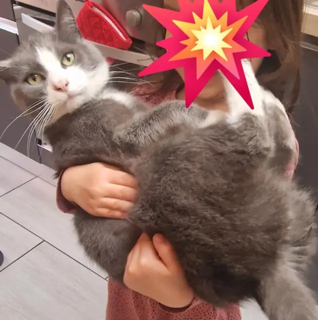 chat lost   59200 Tourcoing Minou