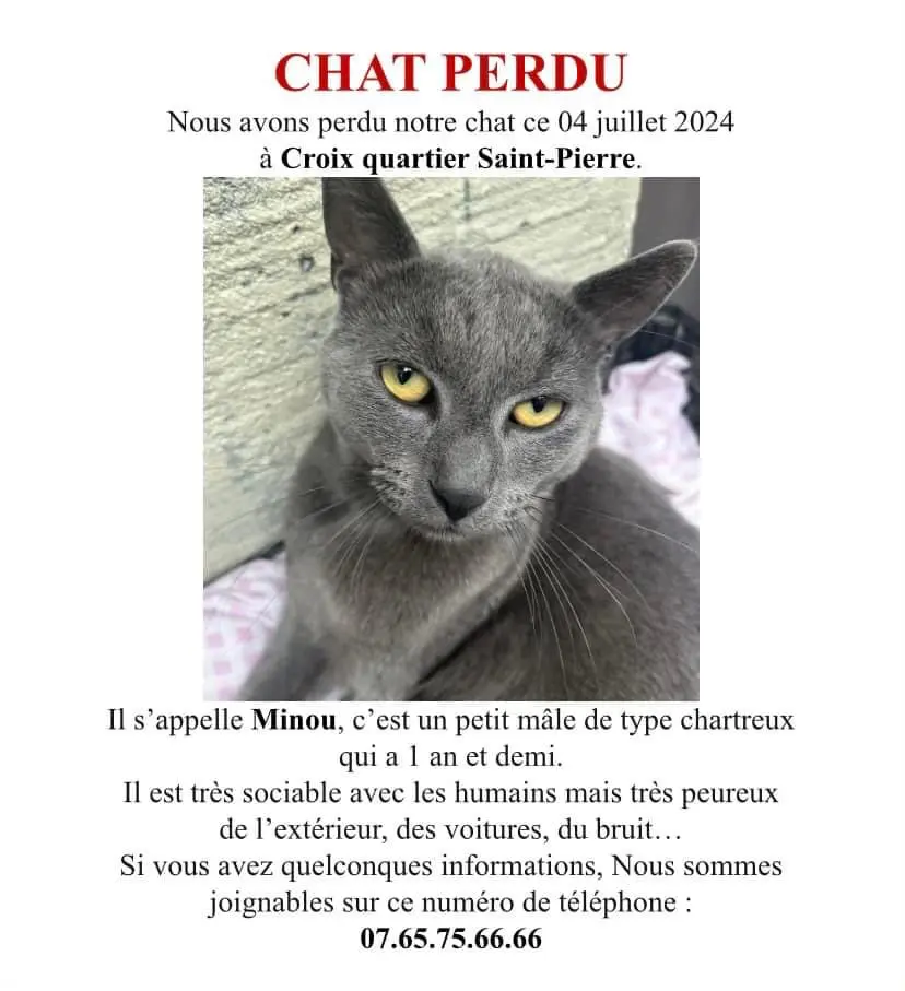Chat Perdu 59 Nord - Minou Chat Perdu 59 Nord - Minou