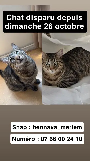 chat lost   59100 Roubaix Minouche