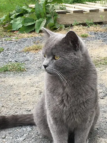 Chat Perdu 59 Nord - Minouche-karamel Chat Perdu 59 Nord - Minouche-karamel