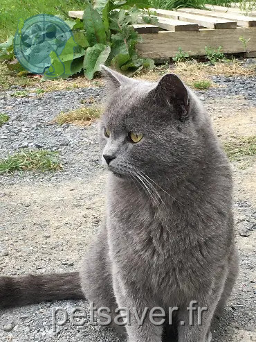 Chat Perdu 59 Nord - Minouche-karamel Chat Perdu 59 Nord - Minouche-karamel