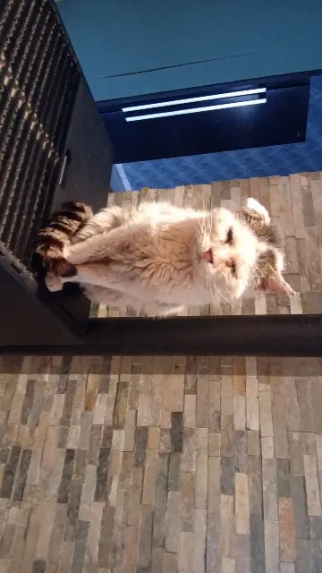 chat lost   59278 Escautpont Minouche