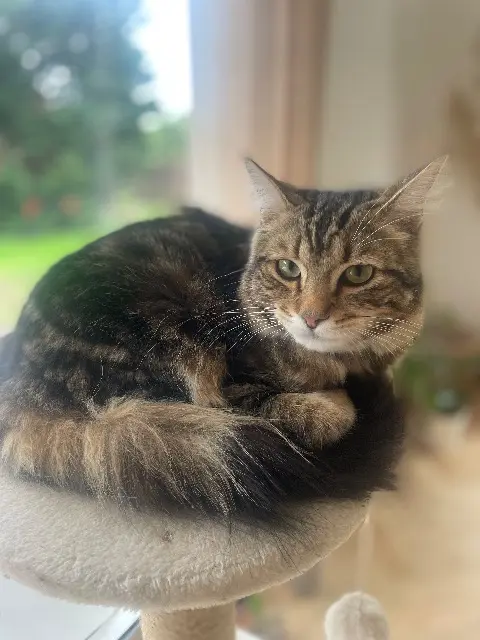 chat lost   59320 Emmerin Mitsou