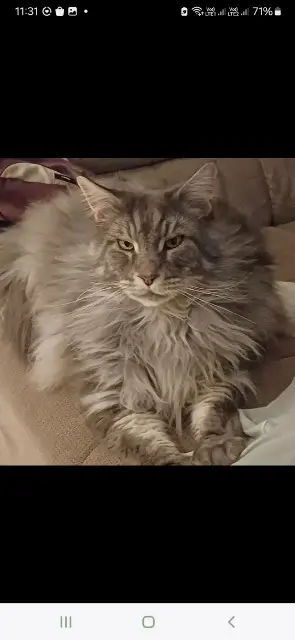 chat lost   59221 Bauvin Mojo