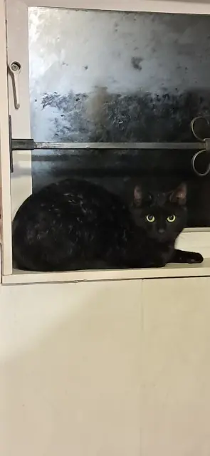 chat lost   59350 Saint-André-lez-Lille Moka