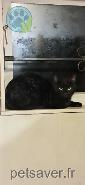 kater vermist 59350 Saint-André-lez-Lille Moka kater lost 59350 Saint-André-lez-Lille Moka