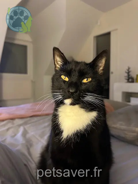 Chat Perdu 59 Nord - Moon Chat Perdu 59 Nord - Moon