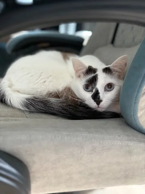 kater vermist 59211 Santes Moon kater lost 59211 Santes Moon