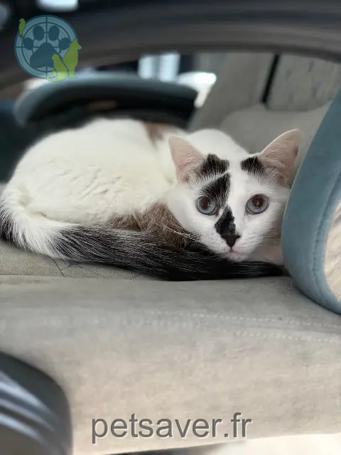 gato perdido 59211 Santes Moon gato lost 59211 Santes Moon