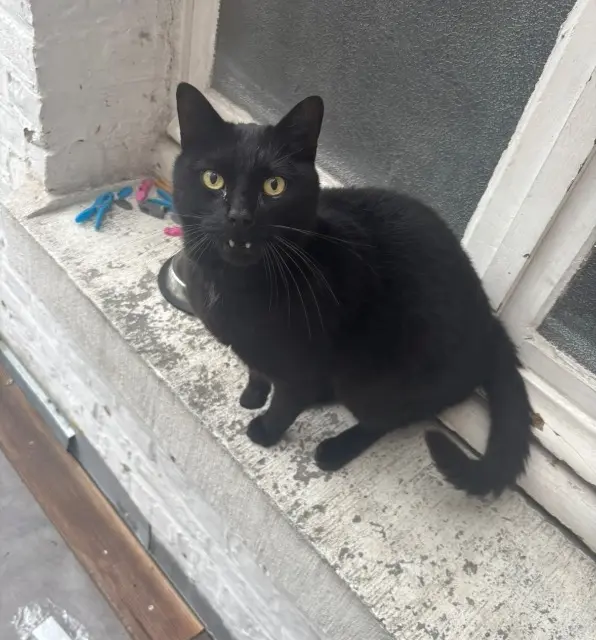 chat lost   59100 Roubaix Mougly