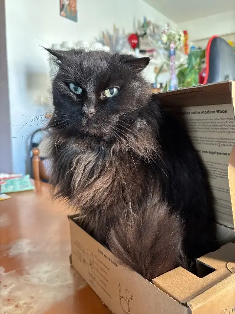 chat lost   59250 Halluin Mozart