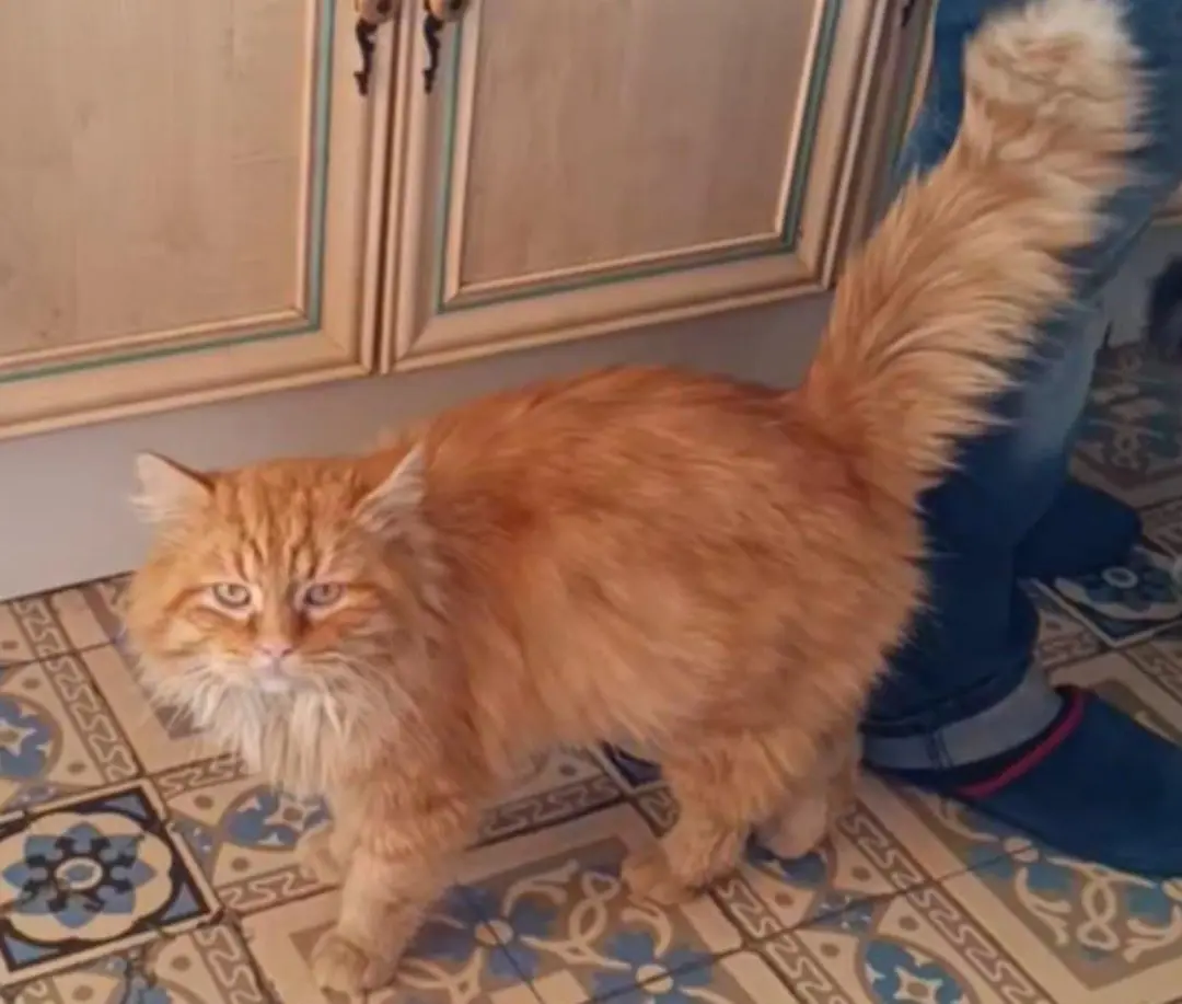 chat lost   59980 Maurois Muffin