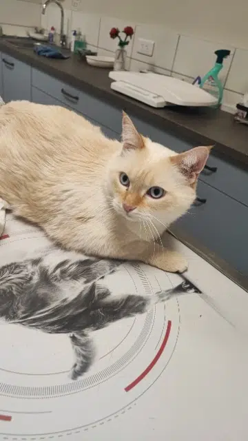 chat lost   59139 Wattignies Murphy