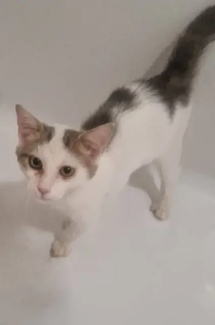 chat lost   59100 Roubaix Mushu