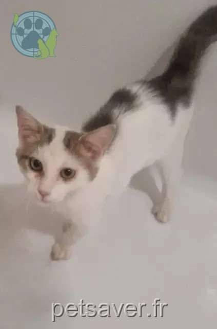 gato perdido 59100 Roubaix Mushu gato lost 59100 Roubaix Mushu