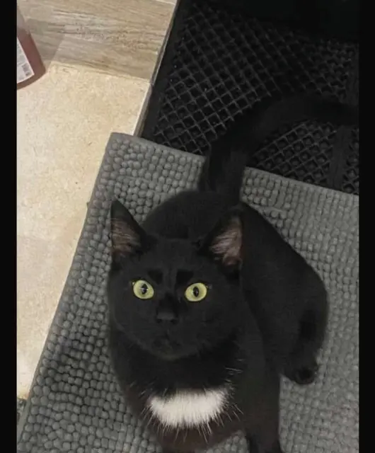 gato perdido 59273 Fretin Méphisto gato lost 59273 Fretin Méphisto