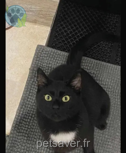 gato perdido 59273 Fretin Méphisto gato lost 59273 Fretin Méphisto