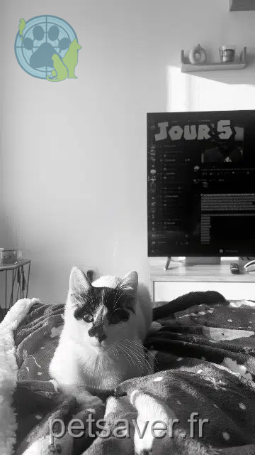 kater vermist 59230 Saint-Amand-les-Eaux Nanou kater lost 59230 Saint-Amand-les-Eaux Nanou