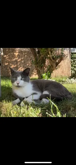 chat lost   59218 Poix-du-Nord Nanou