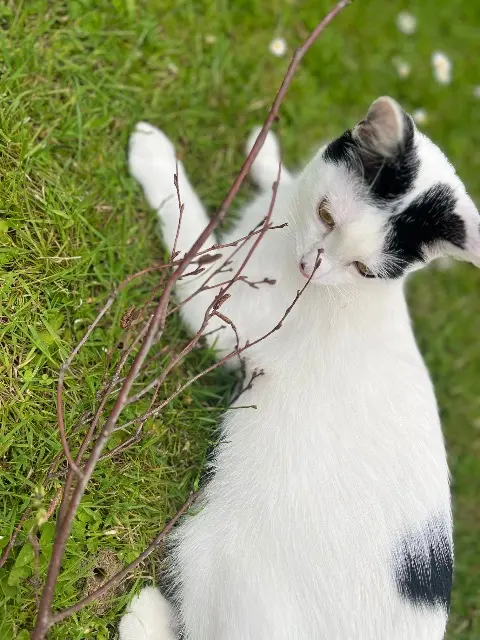 chat lost   59113 Seclin Nelson