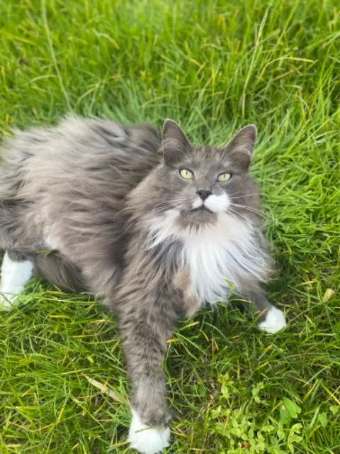 chat lost   59250 Halluin Nimba