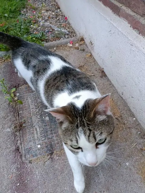 chat lost   59350 Saint-André-lez-Lille Nino