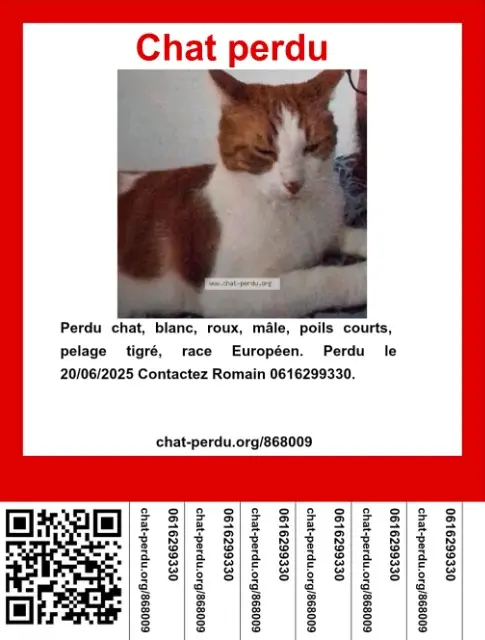chat lost   59128 Flers-en-Escrebieux Nookie