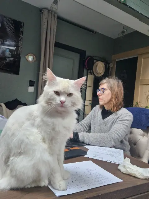 chat lost   59200 Tourcoing Nougat