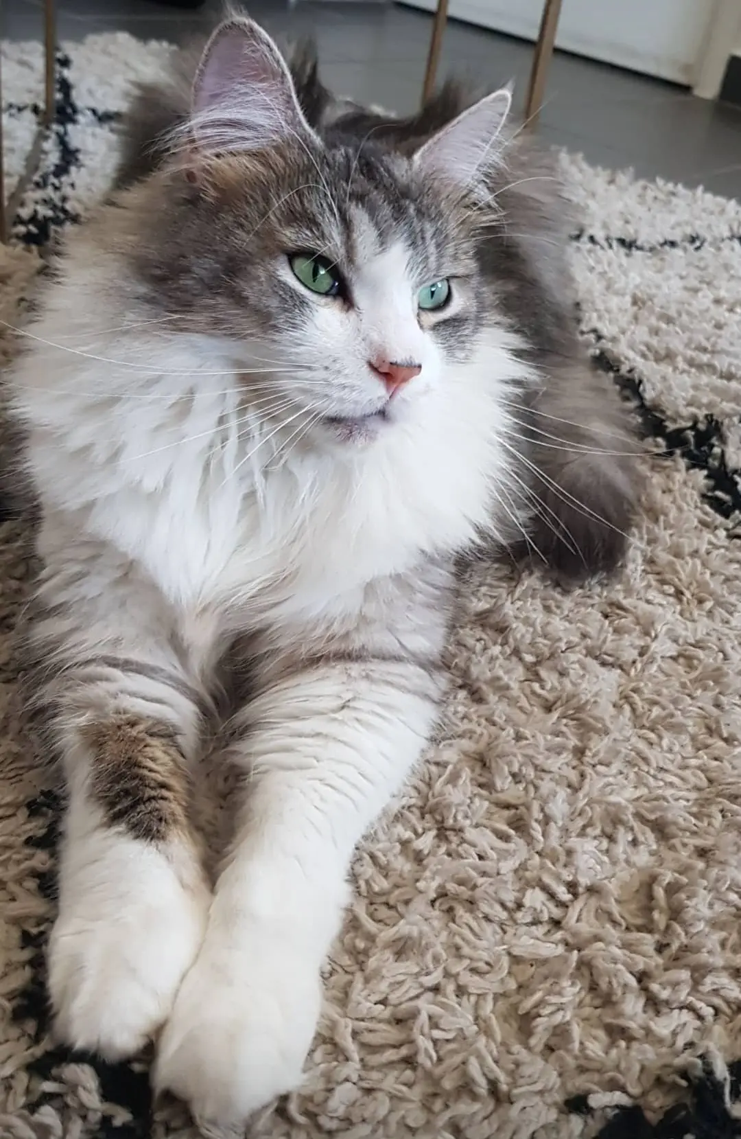 chat lost   59490 Somain Nounou