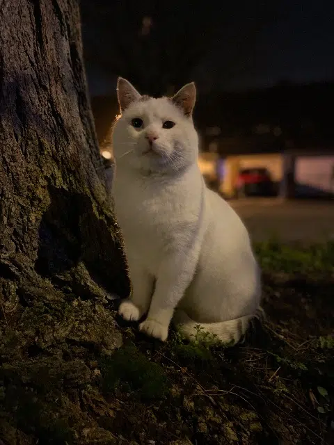 gato perdido 59128 Flers-en-Escrebieux Nounours gato lost 59128 Flers-en-Escrebieux Nounours