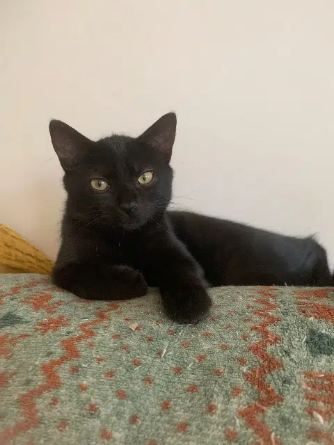 chat lost   59350 Saint-André-lez-Lille Nuts