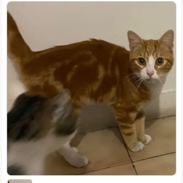 chat lost   59100 Roubaix némo