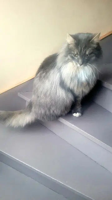 chat lost   59491 Villeneuve-d'Ascq Obi