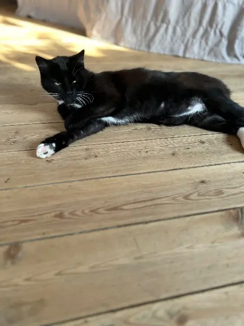 chat lost   59238 Maretz Odin