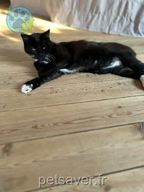 Kater vermisst 59238 Maretz Odin Kater lost 59238 Maretz Odin