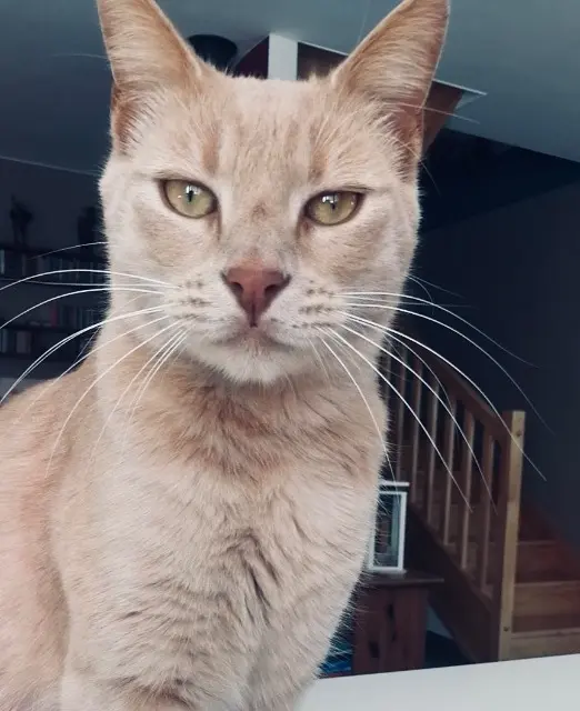 chat lost   59224 Monchaux-sur-Écaillon Olaf