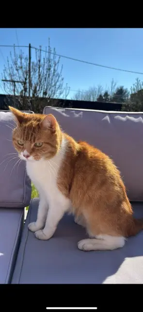 chat lost   59136 Wavrin Oliver
