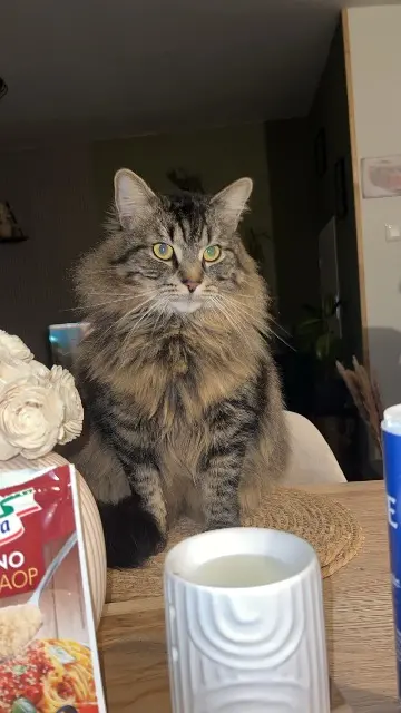 chat lost   59277 Rieux-en-Cambrésis Onyx