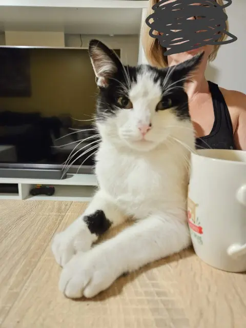 chat perdu 59150 Wattrelos Oreo chat lost 59150 Wattrelos Oreo