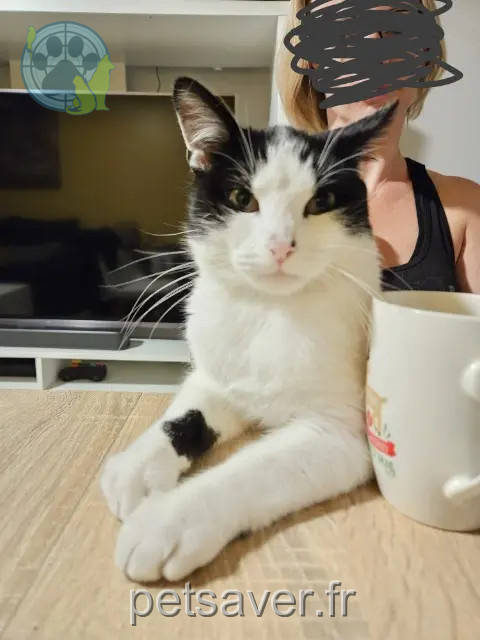 chat perdu 59150 Wattrelos Oreo chat lost 59150 Wattrelos Oreo